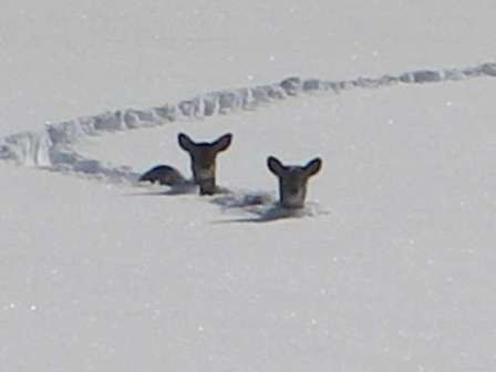 Winter is almost over.  We can see deer wandering around.